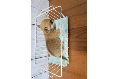 成約済の香川県のチワワ(スムースコート)-72755の2枚目