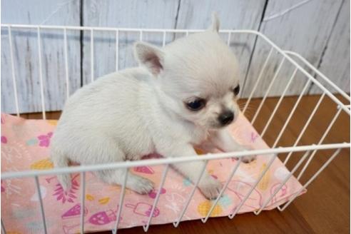 成約済の香川県のチワワ(スムースコート)-72756の4枚目