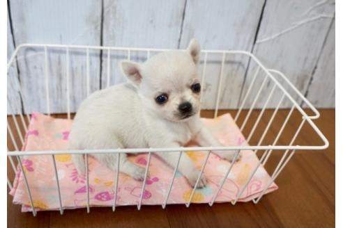 成約済の香川県のチワワ(スムースコート)-72756の3枚目