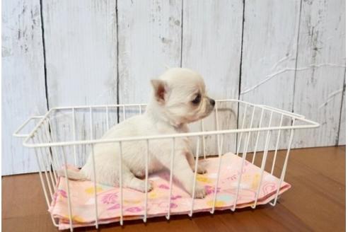 成約済の香川県のチワワ(スムースコート)-72756の2枚目