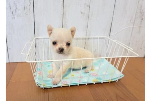 成約済の香川県のチワワ(スムースコート)-72757の1枚目