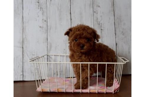 成約済の香川県のタイニープードル-72389