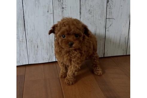 成約済の香川県のタイニープードル-72389の4枚目