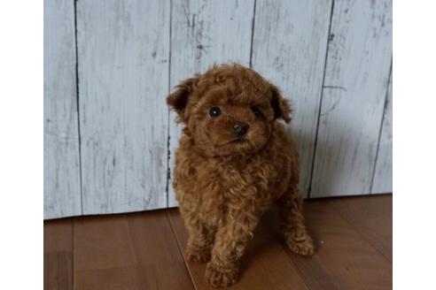 成約済の香川県のタイニープードル-72389の3枚目