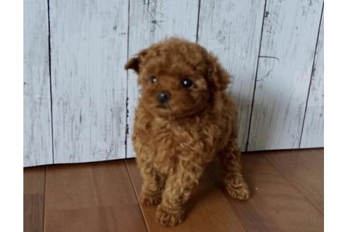 成約済の香川県のタイニープードル-72389の2枚目