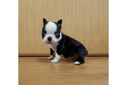 成約済の香川県のボストンテリア-71701の1枚目