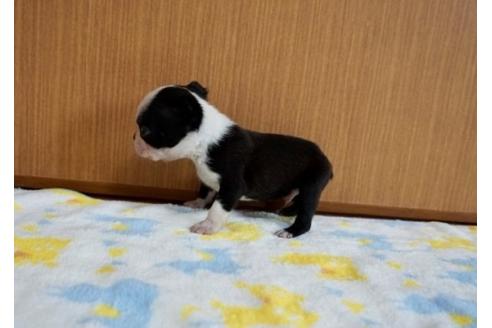 成約済の香川県のボストンテリア-71701の3枚目