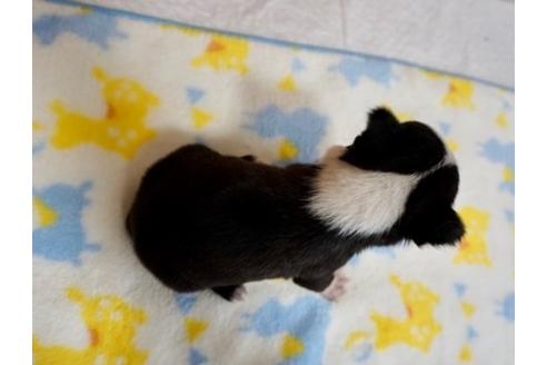 成約済の香川県のボストンテリア-71701の2枚目