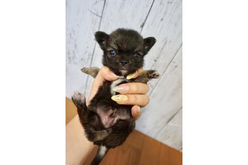 成約済の香川県のチワワ(ロングコート)-72761の1枚目