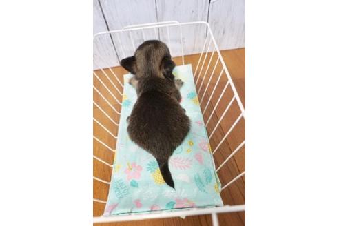 成約済の香川県のチワワ(ロングコート)-72761の2枚目