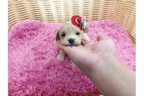 成約済の秋田県のマルプー:マルチーズ×トイプードル-72767の1枚目