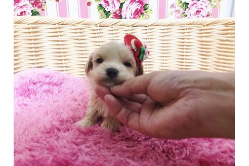 成約済の秋田県のマルプー:マルチーズ×トイプードル-72767の6枚目