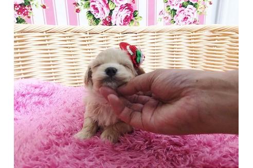 成約済の秋田県のマルプー:マルチーズ×トイプードル-72767の5枚目