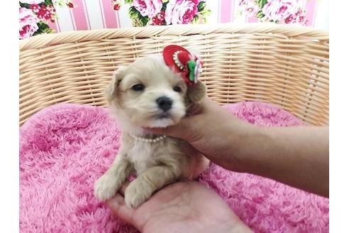 成約済の秋田県のマルプー:マルチーズ×トイプードル-72767の3枚目
