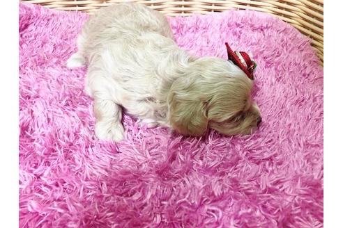 成約済の秋田県のマルプー:マルチーズ×トイプードル-72767の2枚目