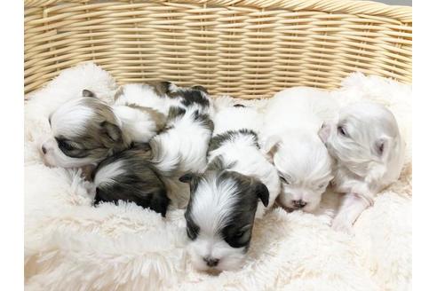 成約済の秋田県のミックス犬-72770の1枚目