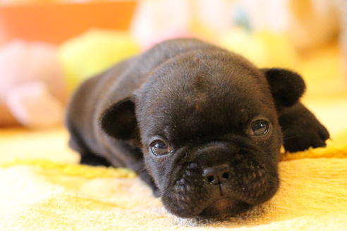 成約済の愛知県のフレンチブルドッグ-72083の18枚目