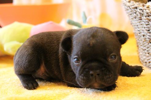 成約済の愛知県のフレンチブルドッグ-72083の17枚目