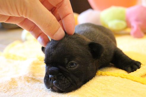 成約済の愛知県のフレンチブルドッグ-72083の16枚目