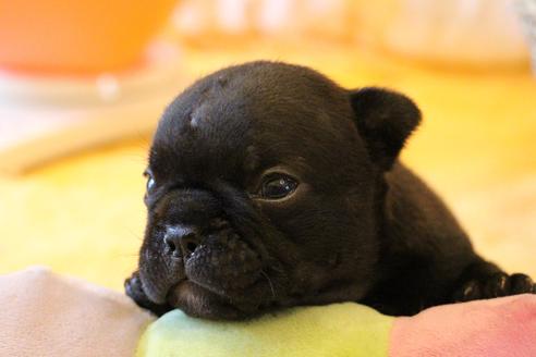 成約済の愛知県のフレンチブルドッグ-72083の15枚目