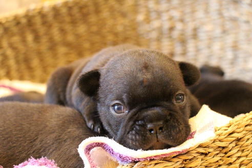 成約済の愛知県のフレンチブルドッグ-72083の14枚目