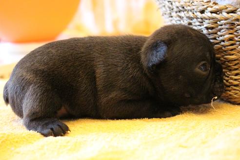 成約済の愛知県のフレンチブルドッグ-72083の13枚目