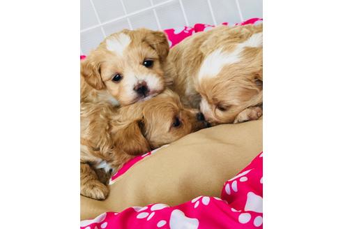 成約済の秋田県のマルプー:マルチーズ×トイプードル-72774の1枚目