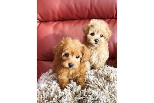 成約済の秋田県のマルプー:マルチーズ×トイプードル-72775の1枚目