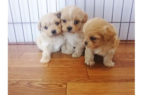 成約済の秋田県のマルプー:マルチーズ×トイプードル-72776の1枚目