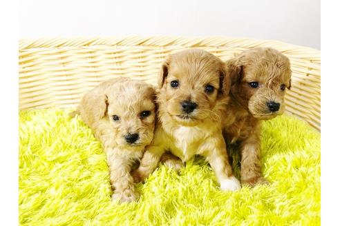 成約済の秋田県のマルプー:マルチーズ×トイプードル-72777の1枚目