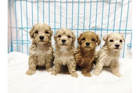 成約済の秋田県のマルプー:マルチーズ×トイプードル-72778の1枚目