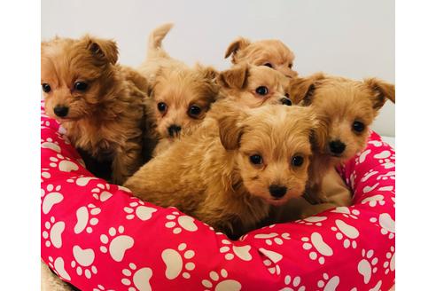 成約済の秋田県のチワプー:チワワ×トイプードル-72779の1枚目