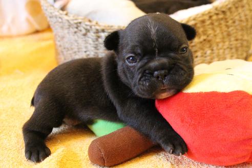 成約済の愛知県のフレンチブルドッグ-72084の21枚目