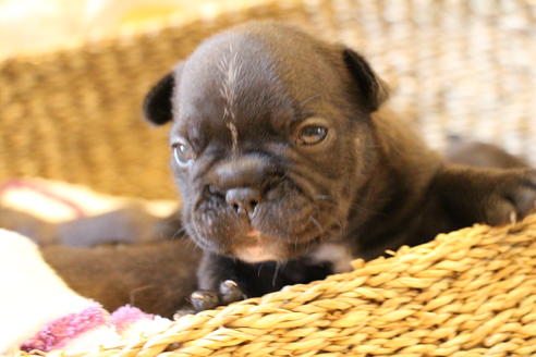 成約済の愛知県のフレンチブルドッグ-72084の20枚目