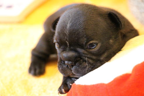 成約済の愛知県のフレンチブルドッグ-72084の19枚目