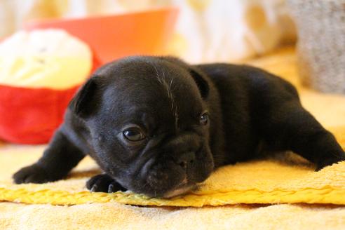 成約済の愛知県のフレンチブルドッグ-72084の18枚目