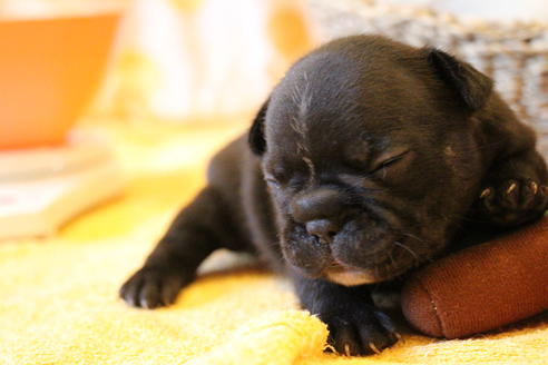 成約済の愛知県のフレンチブルドッグ-72084の17枚目