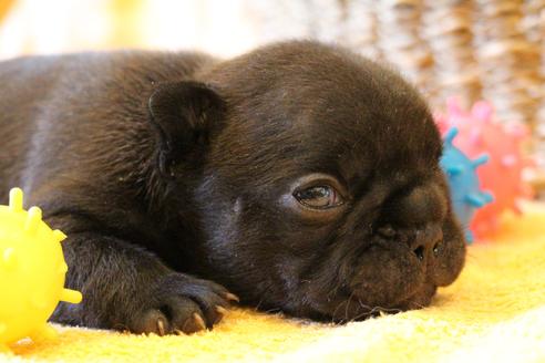 成約済の愛知県のフレンチブルドッグ-72085の23枚目