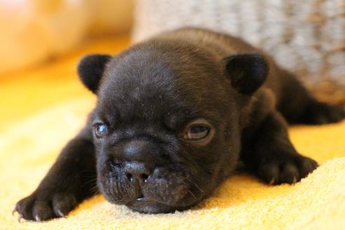 成約済の愛知県のフレンチブルドッグ-72085の22枚目