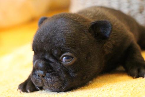 成約済の愛知県のフレンチブルドッグ-72085の21枚目