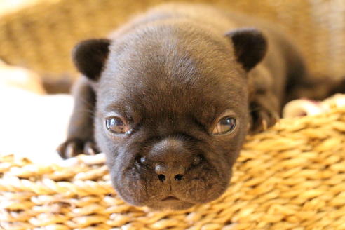 成約済の愛知県のフレンチブルドッグ-72085の20枚目