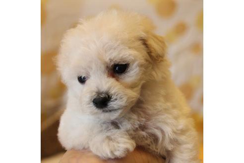 成約済の愛知県のトイプードル-70899の13枚目