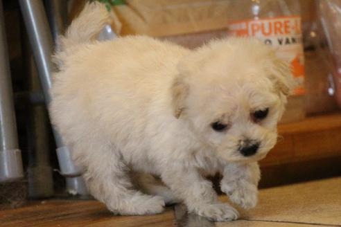 成約済の愛知県のトイプードル-70899の12枚目