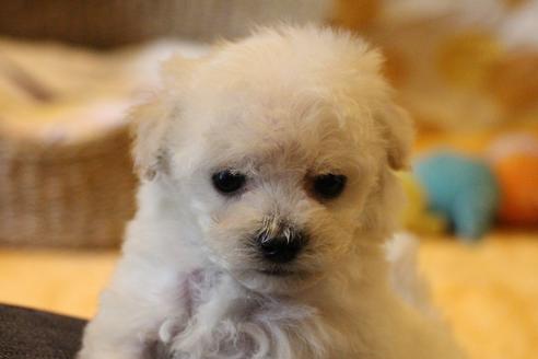 成約済の愛知県のトイプードル-70899の11枚目