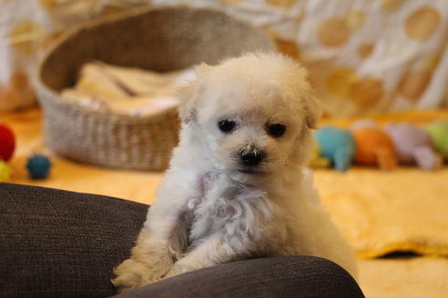 成約済の愛知県のトイプードル-70899の10枚目