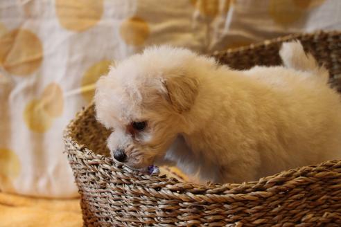 成約済の愛知県のトイプードル-70899の9枚目