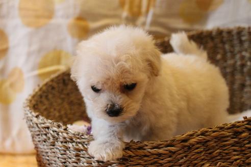 成約済の愛知県のトイプードル-70899の8枚目