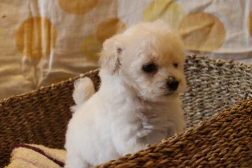 成約済の愛知県のトイプードル-70899の7枚目