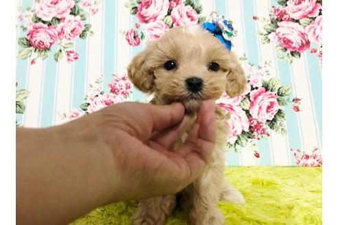 成約済の秋田県のマルプー:マルチーズ×トイプードル-72769の1枚目