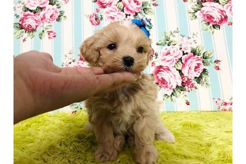 成約済の秋田県のマルプー:マルチーズ×トイプードル-72769の9枚目